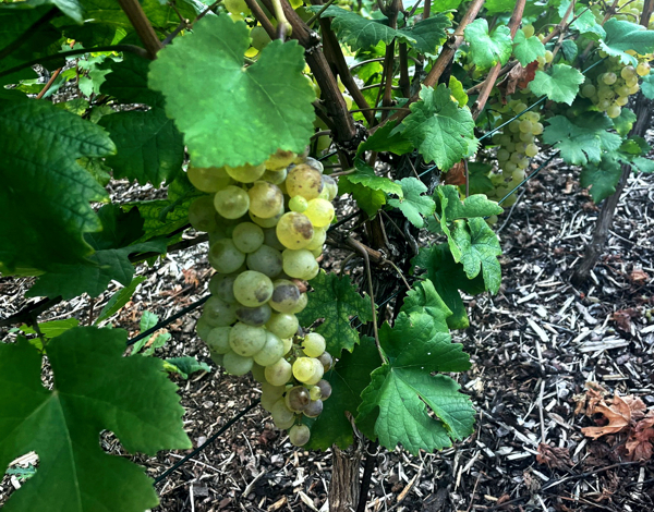 Weinlese 2022